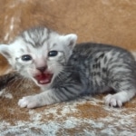 Sunny Mau silver female DOB 12-23-21