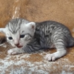 Mau silver female DOB 12-23-21
