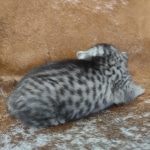Mau silver female DOB 12-23-21