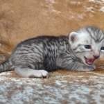Mau silver female DOB 12-23-21