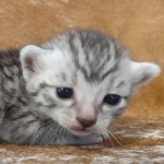 Mau silver female DOB 12-23-21