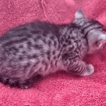 Mau silver female DOB 12-23-21