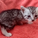 Mau silver female DOB 12-23-21