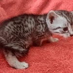 Mau silver female DOB 12-23-21