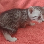 Mau silver female DOB 12-23-21