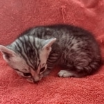 Mau silver female DOB 12-23-21