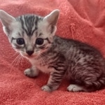 Mau silver female DOB 12-23-21