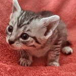 Mau silver female DOB 12-23-21