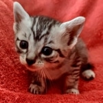 Mau silver female DOB 12-23-21