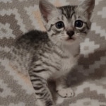 Sunny Mau silver female DOB 12-23-21