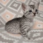 Sunny Mau silver female DOB 12-23-21