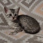 Sunny Mau silver female DOB 12-23-21