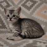 Sunny Mau silver female DOB 12-23-21