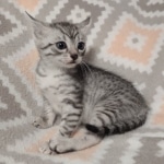 Sunny Mau silver female DOB 12-23-21