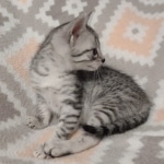 Sunny Mau silver female DOB 12-23-21