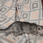 Sunny Mau silver female DOB 12-23-21