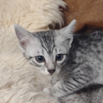 Sunny Mau silver female DOB 12-23-21