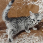 Sunny Mau silver female DOB 12-23-21