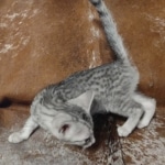 Sunny Mau silver female DOB 12-23-21