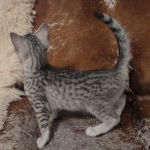 Sunny Mau silver female DOB 12-23-21