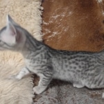 Sunny Mau silver female DOB 12-23-21