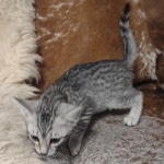 Sunny Mau silver female DOB 12-23-21