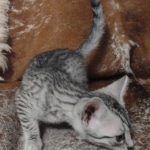 Sunny Mau silver female DOB 12-23-21