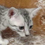 Sunny Mau silver female DOB 12-23-21