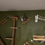 Sunny Mau silver female DOB 12-23-21