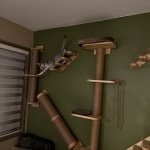 Sunny Mau silver female DOB 12-23-21