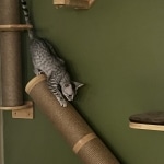 Sunny Mau silver female DOB 12-23-21