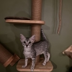 Sunny Mau silver female DOB 12-23-21