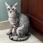 Sunny Mau silver female DOB 12-23-21