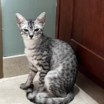 Sunny Mau silver female DOB 12-23-21
