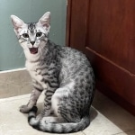 Sunny Mau silver female DOB 12-23-21