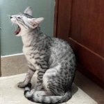 Sunny Mau silver female DOB 12-23-21