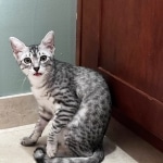 Sunny Mau silver female DOB 12-23-21