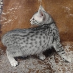 Sunny Mau silver female DOB 12-23-213f7-22c546d852e5_IMG_20220219_175003429