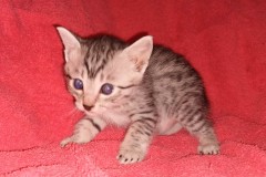 Jamila Egyptian Mau Silver Female #2 DOB 2-27-21
