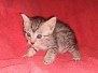 Jamila Egyptian Mau Silver Female #2 DOB 2-27-21