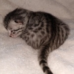 Egyptian Mau kitten female DOB 2-27-21