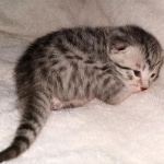 Egyptian Mau kitten female DOB 2-27-21