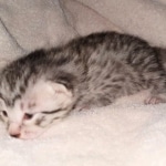 Egyptian Mau kitten female DOB 2-27-21