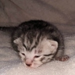 Egyptian Mau kitten female DOB 2-27-21