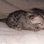 Egyptian Mau kitten female DOB 2-27-21