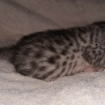 Egyptian Mau kitten female DOB 2-27-21