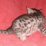 Egyptian Mau kitten female DOB 2-27-21