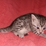 Egyptian Mau kitten female DOB 2-27-21