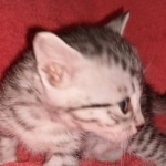 Egyptian Mau kitten female DOB 2-27-21