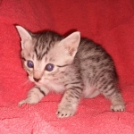 Egyptian Mau kitten female DOB 2-27-21